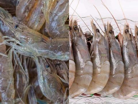 海虾养殖爆料视频教程全集,视频教程全集精华汇总 第1张 海虾养殖爆料视频教程全集,视频教程全集精华汇总 第1张